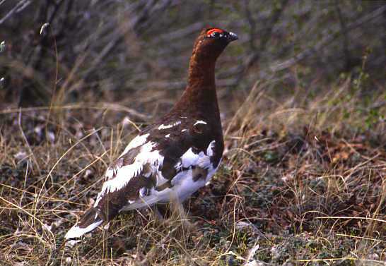 Ptarmigan Bird