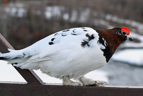 Ptarmigan Bird
