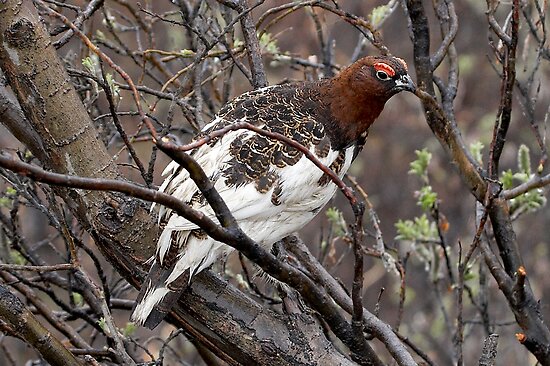 Ptarmigan Bird