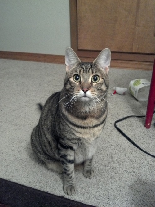 Ptolemy Cat