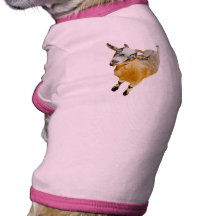 Pygmy Goats As Pets With Dogs