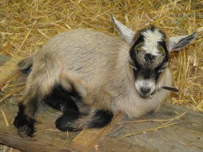 Pygmy Goats Australia