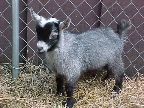 Pygmy Goats Australia