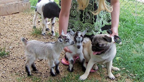 Pygmy Goats Baby