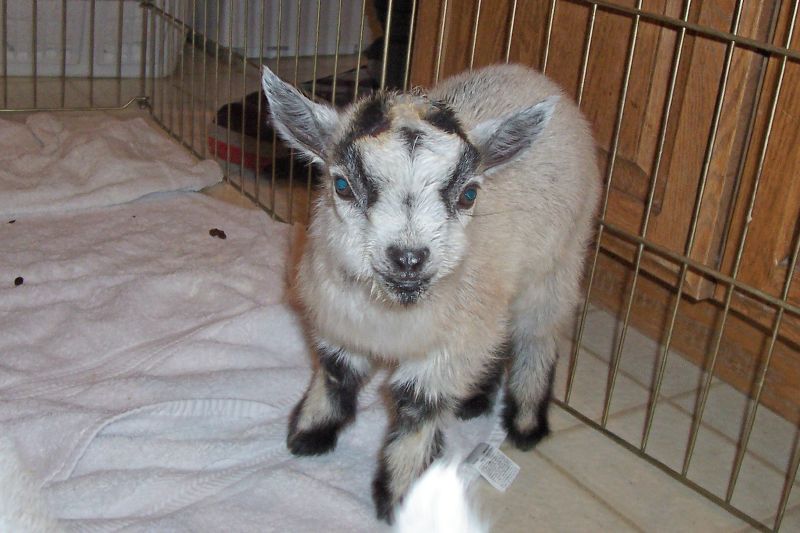 Pygmy Goats Baby