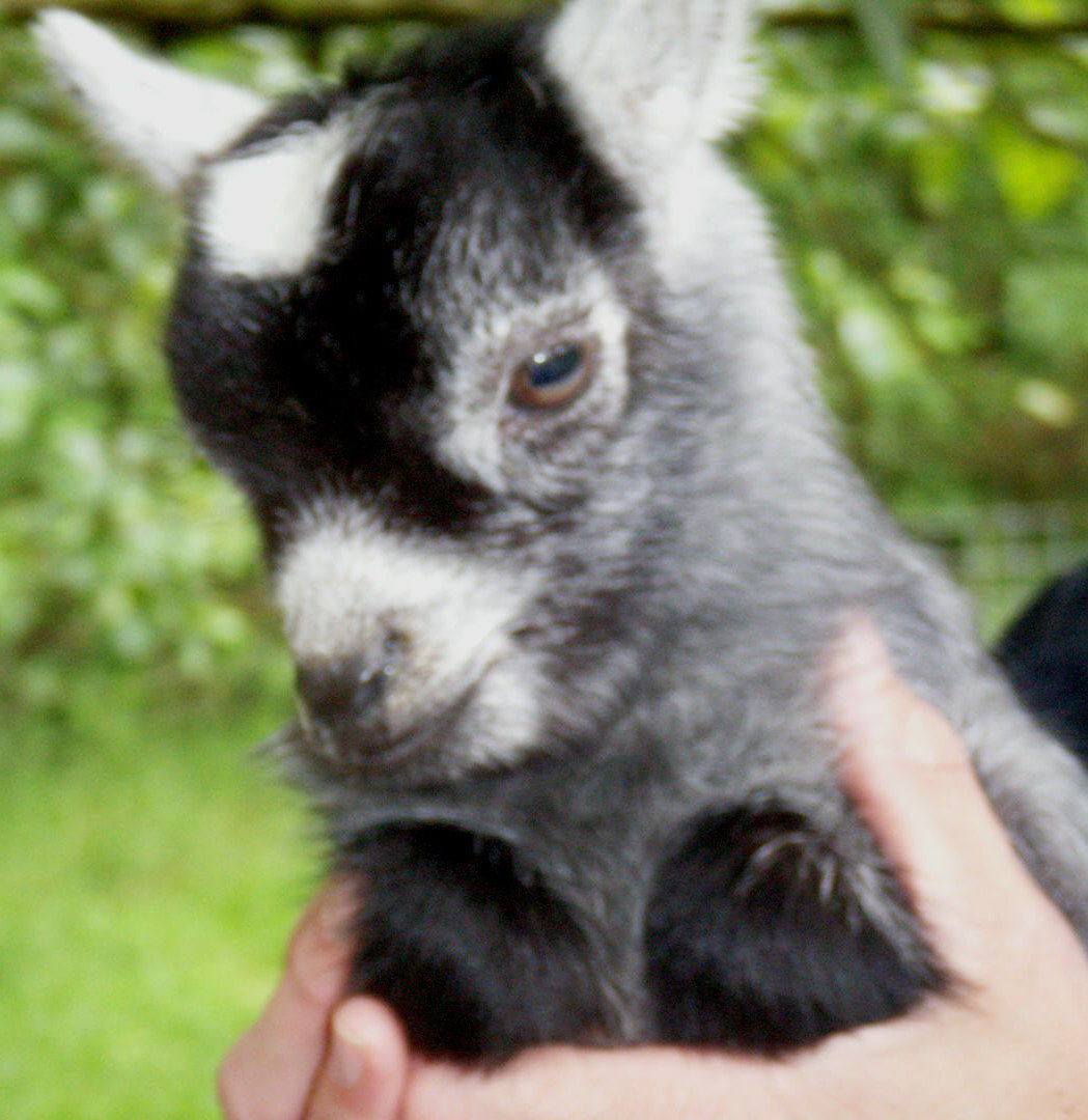 Pygmy Goats Care