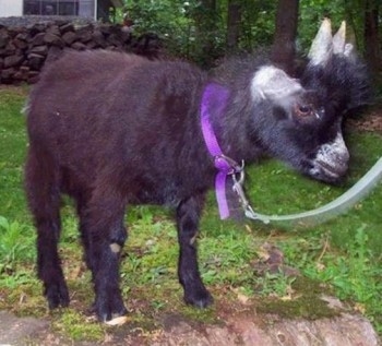 Pygmy Goats Care