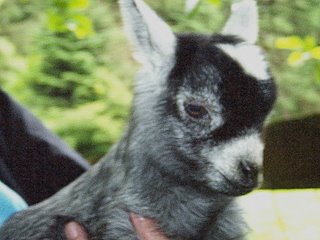 Pygmy Goats Care