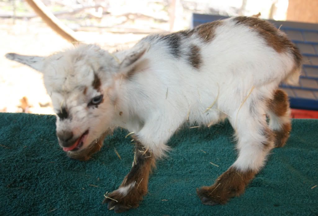Pygmy Goats For Sale In Md