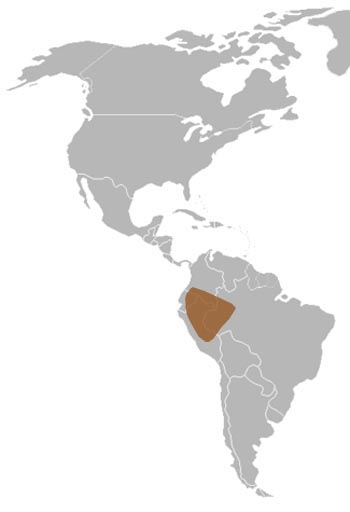Pygmy Marmoset Pet Facts