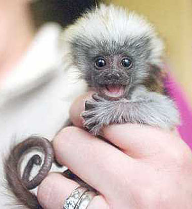 Pygmy Marmoset Pet For Sale