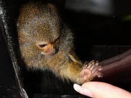 Pygmy Marmoset Pet Uk
