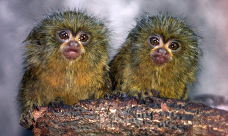 Pygmy Marmoset Pet Uk