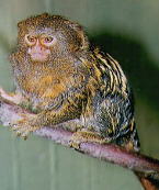 Pygmy Marmoset Pet Uk