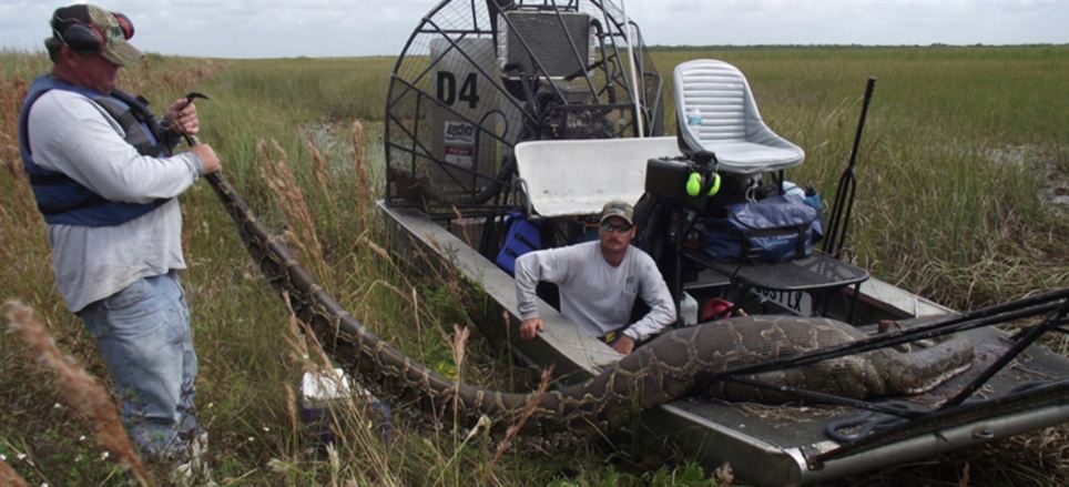 Python Eats Alligator