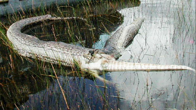 Python Eats Alligator