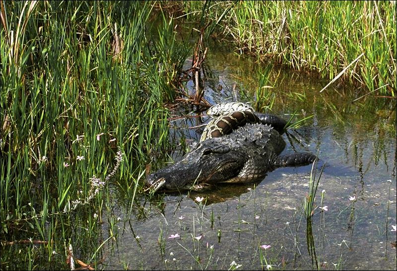 Python Eats Alligator