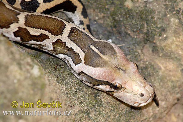Python Snake