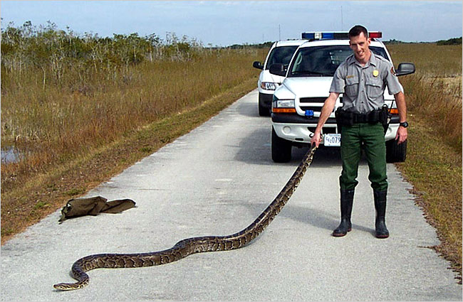 Python Snake