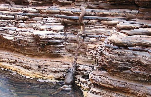Python Snake Eating Man