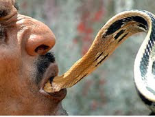 Python Snake Eating Man