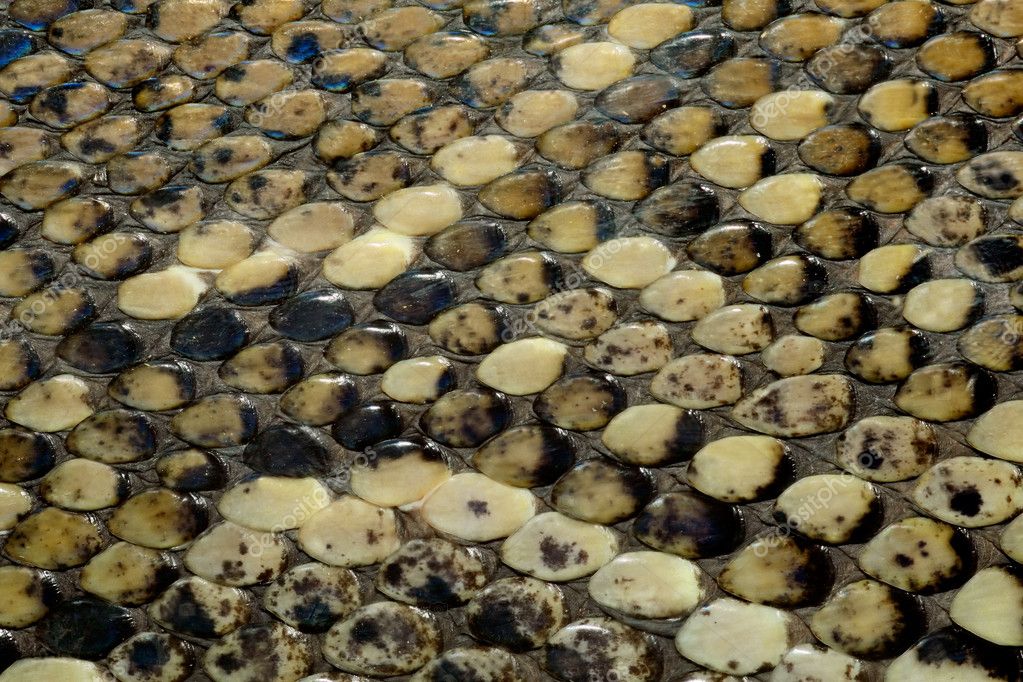 Python Snake Skins For Sale