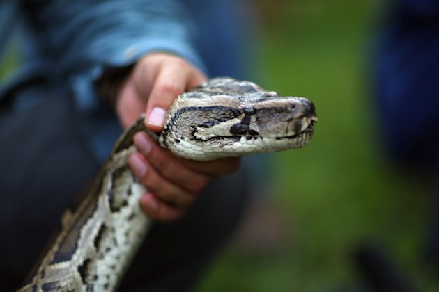 Pythons In Florida Everglades Problems