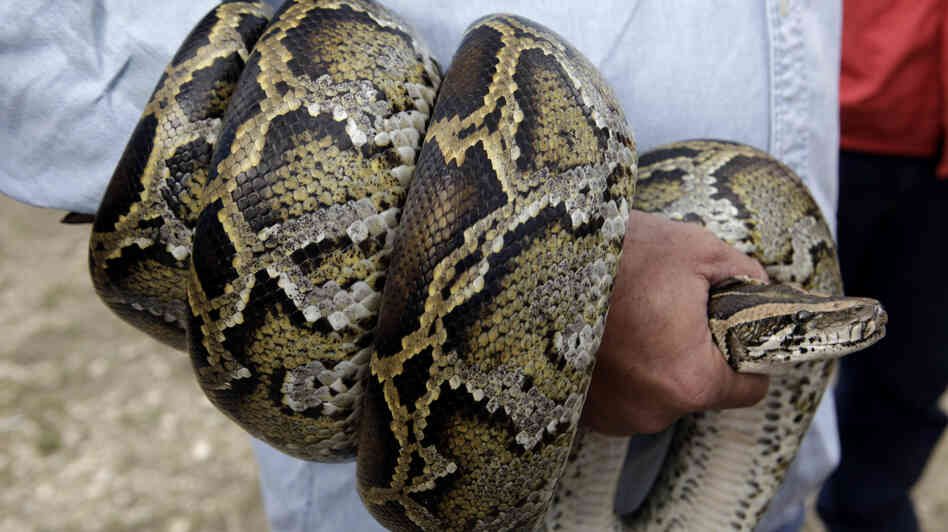 Pythons In Florida Everglades Problems