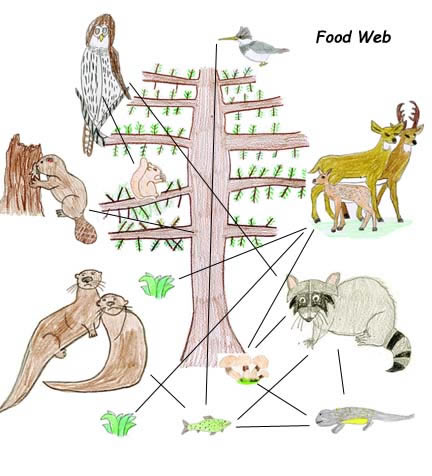 Rainforest Food Web Diagram For Kids
