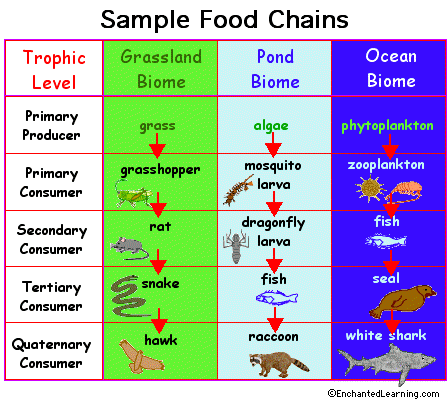 Rainforest Food Web Diagram For Kids