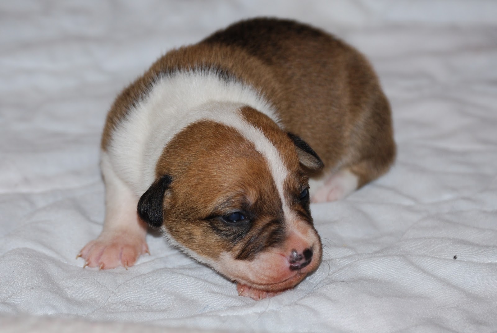 Red Staffy Puppies For Sale