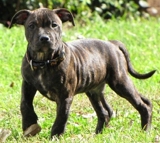 Red Staffy Puppies For Sale