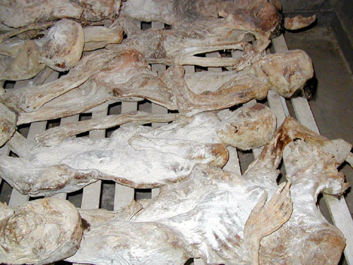 Rwanda Genocide Un Failure