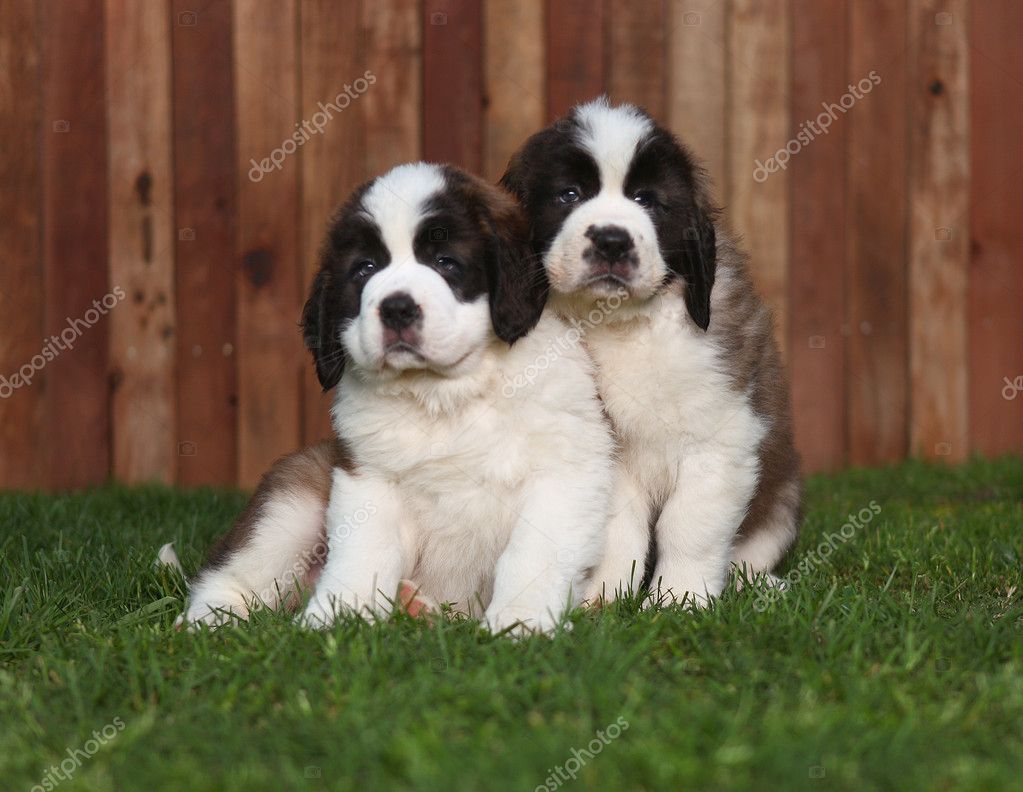 Saint Bernard