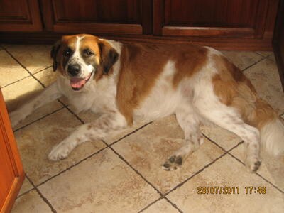 Saint Bernard Dog Breed Info