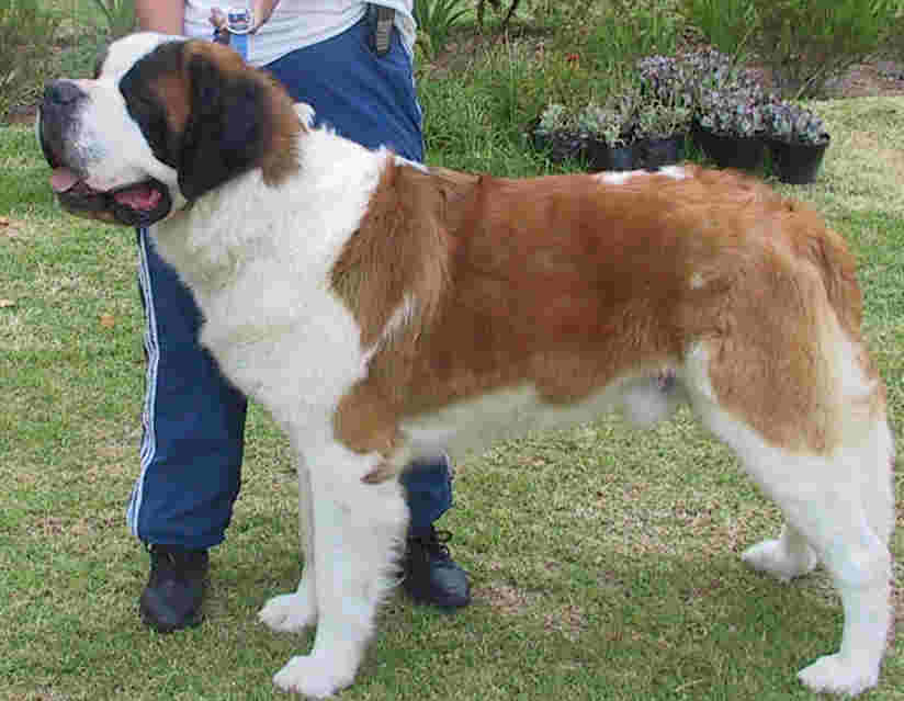 Saint Bernard Dog Pics