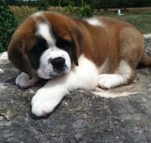 Saint Bernard Dogs For Sale In California