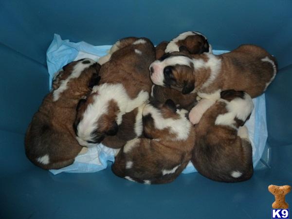 Saint Bernard Dogs For Sale In California