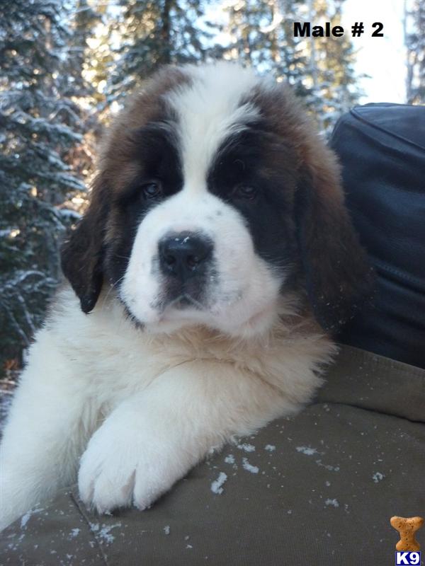 Saint Bernard Dogs For Sale In Uk