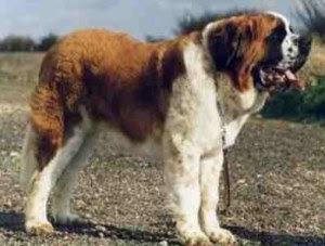 Saint Bernard Dogs For Sale In Uk