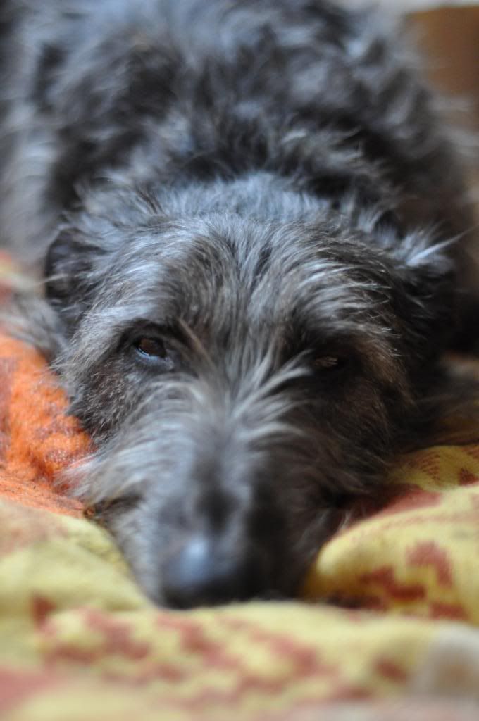 Scottish Deerhound Cross