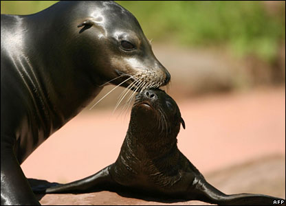 Sea Lion Baby