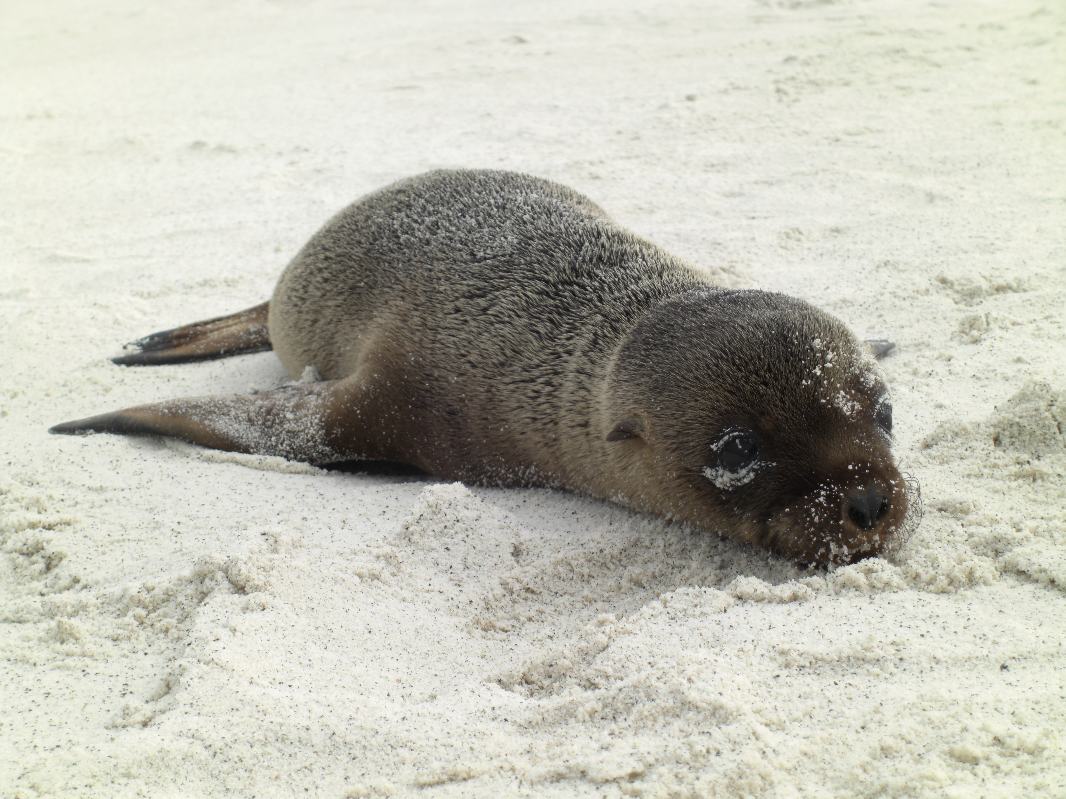 Sea Lion Baby