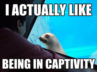 Sea Lion Meme