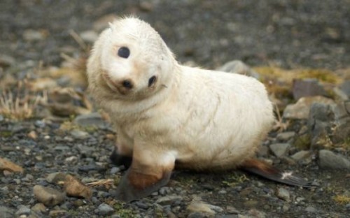 Sea Lion Meme