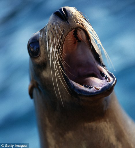 Sea Lion Meme