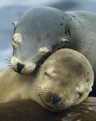Sea Lion Meme