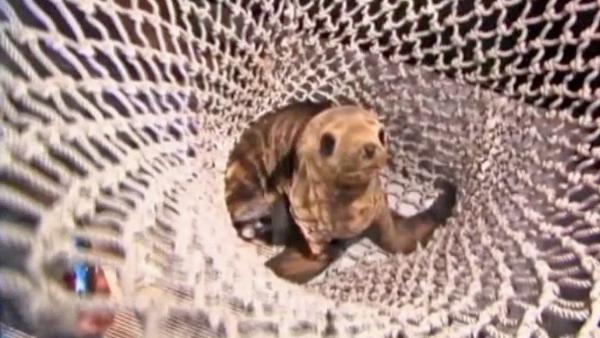 Sea Lion Pup Kayak