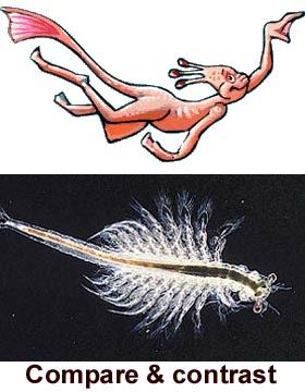 Sea Monkeys Uk