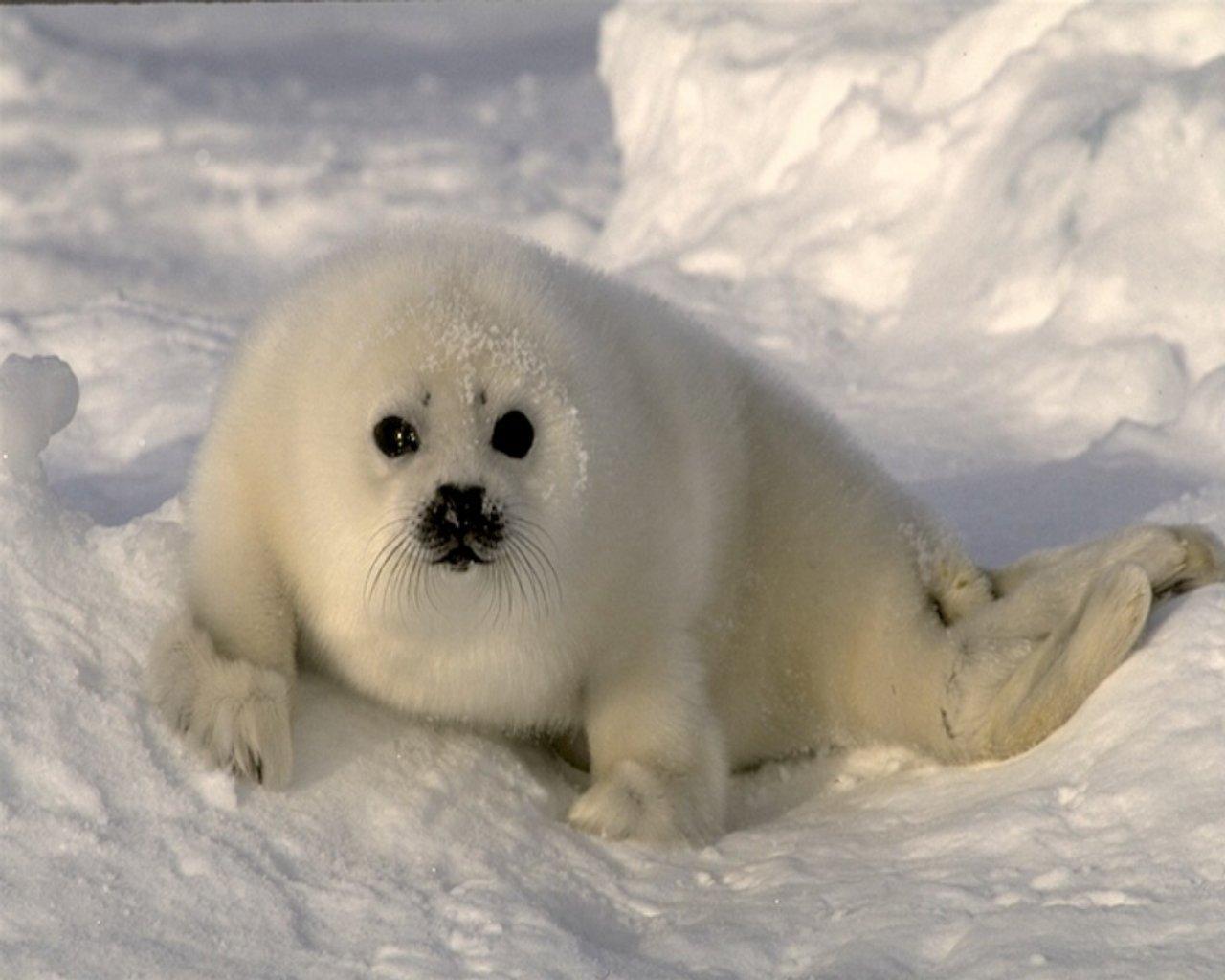 Seal